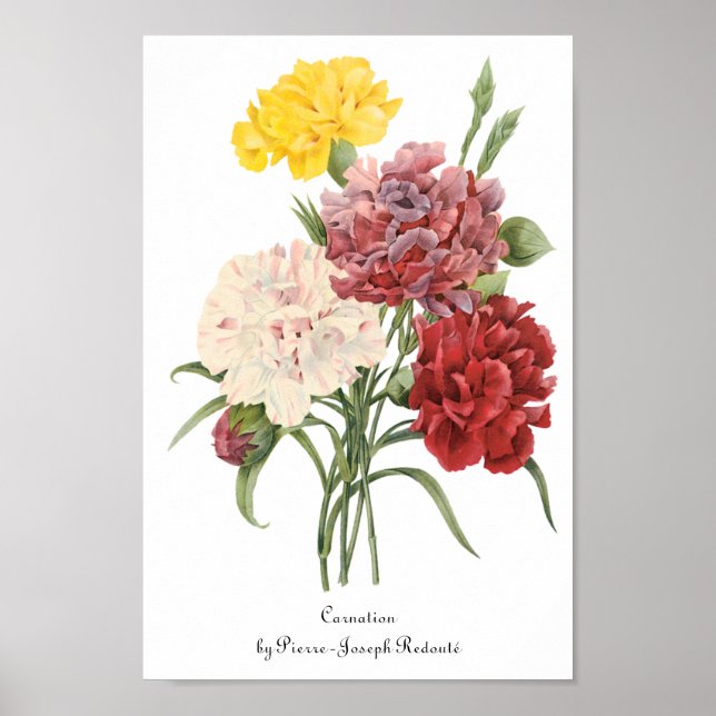 Póster Cravos Antigos Dianthus Flores de Jardim Redoute (Frente)