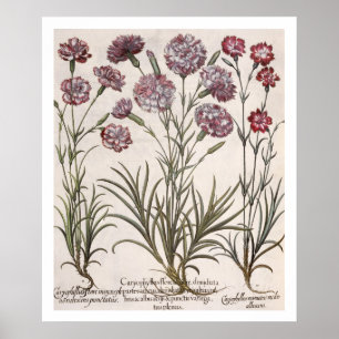 Póster Cravos: majore do flore 1.Caryophyllus; 2. Caryop