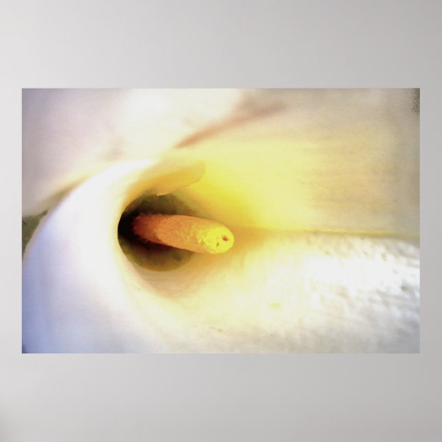 Poster Cream White Calla Lily Feche a Abstrato Art (Frente)