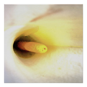 Póster Cream White Calla Lily Feche a Abstrato Art