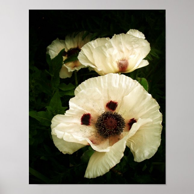 Póster Creme Poppies Oriental (Frente)