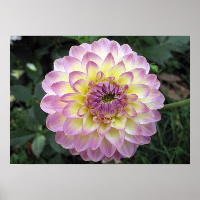 Poster Creme vívida Dahlia (Frente)