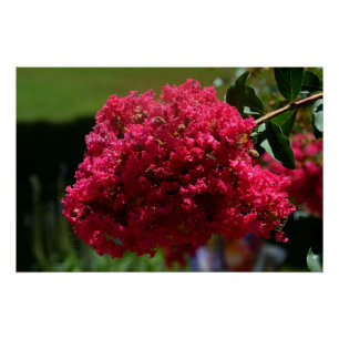 Póster Crepe Myrtle