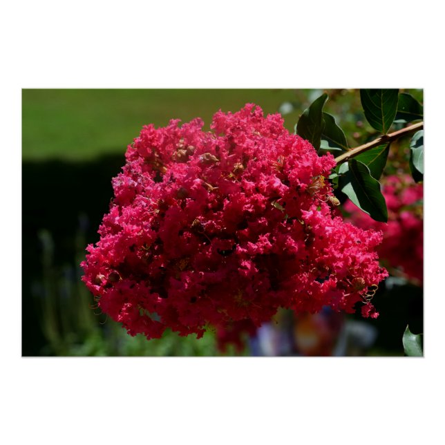Póster Crepe Myrtle (Frente)