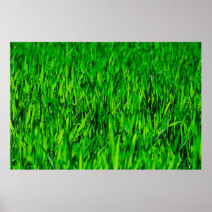 Poster Crescimento do campo de erva