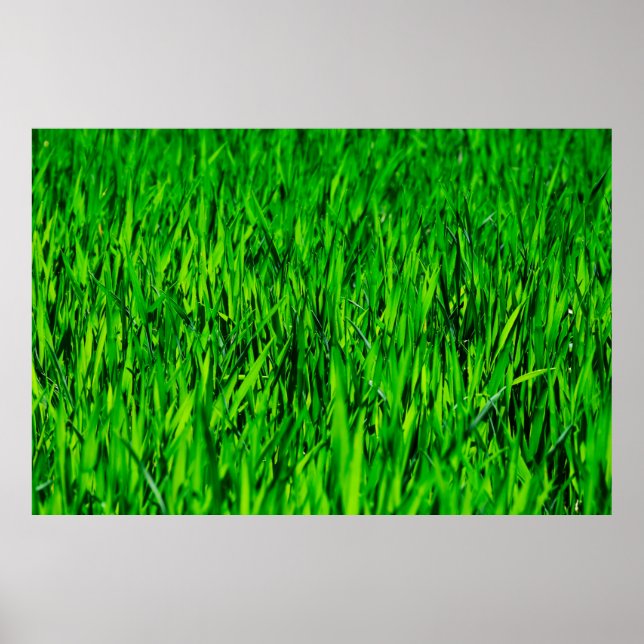 Poster Crescimento do campo de erva (Frente)