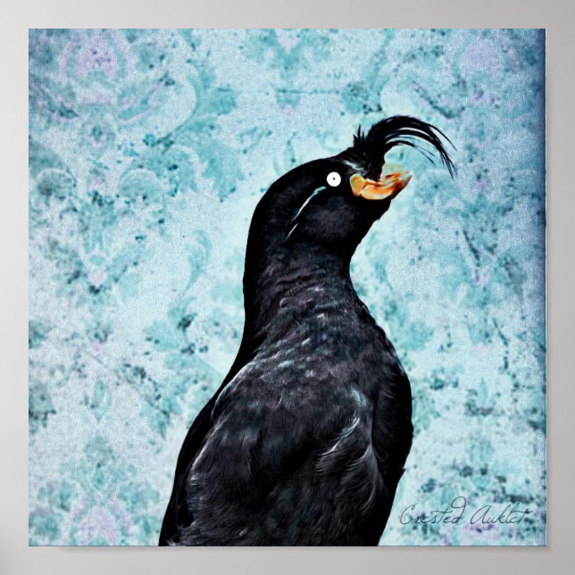 Poster Crested Auklet (Frente)
