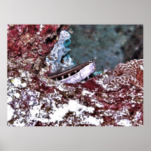 Poster Crested Blenny