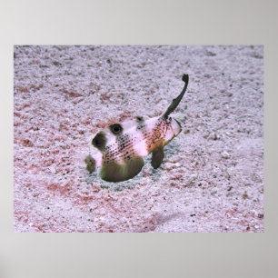 Poster Crested Blenny