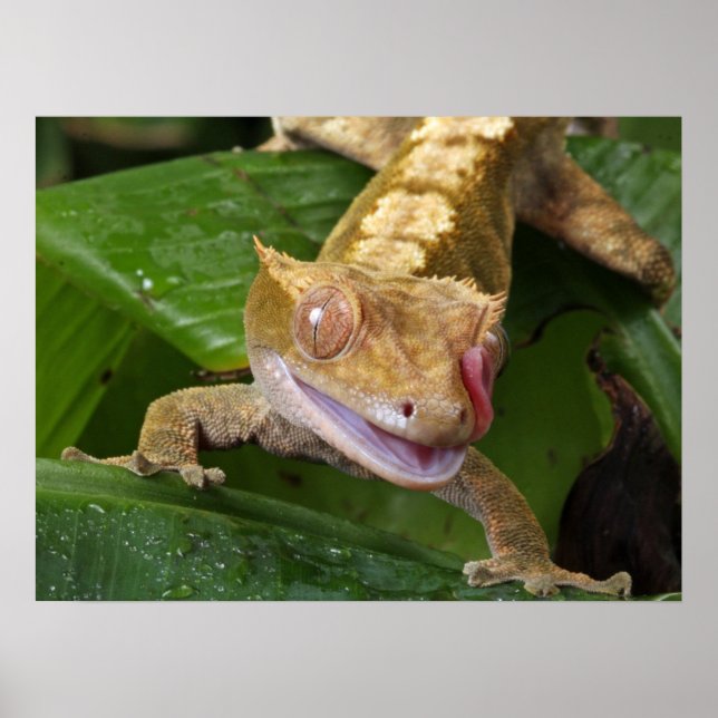 Poster Crested Gecko (Frente)