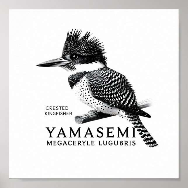 Poster Crested Kingfisher Black & White Art Print (Frente)