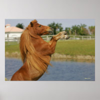 Criação de Cavalos Miniatura
