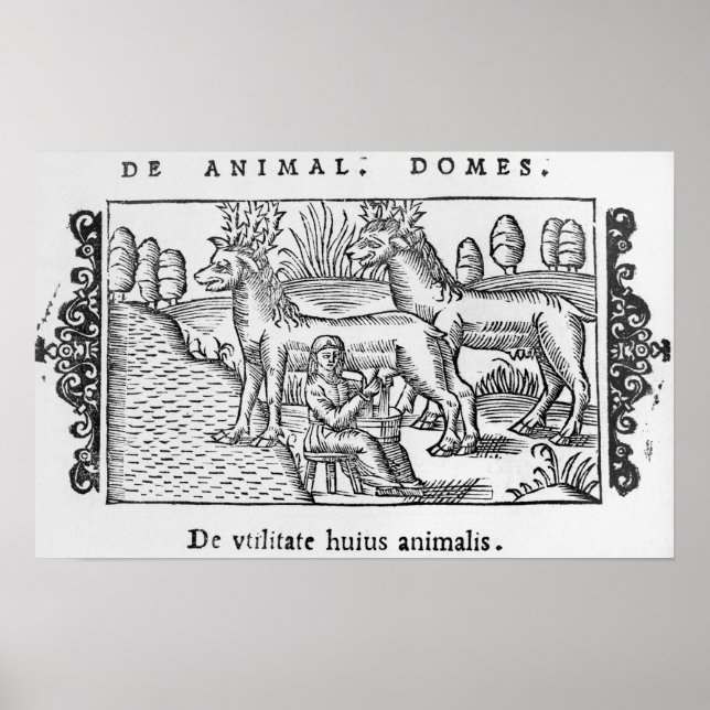 Póster Criação de renas (Frente)