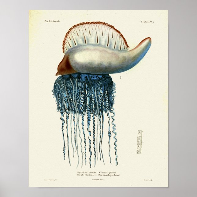 Poster Criações do Mar de Vintagem Azul-Água-Elétrica - I (Frente)