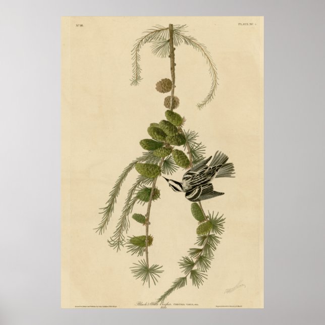 Poster Criador Preto e Branco (Frente)