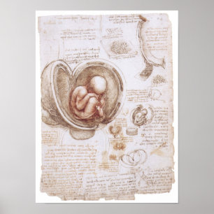 Póster Criança no ventre, Leonardo da Vinci