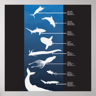 Poster Criaturas do oceano aberto