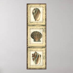 Póster Criaturas marítimas da costa