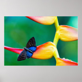 Poster Crie seu próprio modelo personalizado de foto