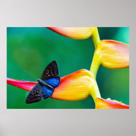 Poster Crie seu próprio modelo personalizado de foto