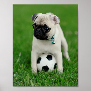 Poster Crie Sua Própria Foto Personalizada de Animal de E