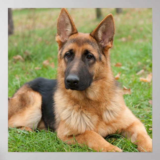 Poster Crie Sua Própria Foto Personalizada de Animal de E (Frente)