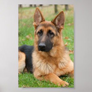 Poster Crie Sua Própria Foto Personalizada de Animal de E