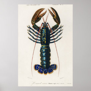 Poster Crimson Crawfish