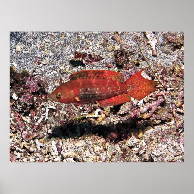 Poster Crimson Fish (Frente)