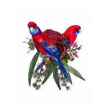 Crimson Rosella e Buquê de flor selvagem australia