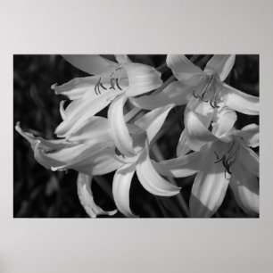 Poster Crinum Preto e Branco