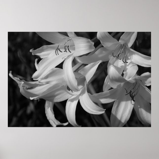 Poster Crinum Preto e Branco (Frente)