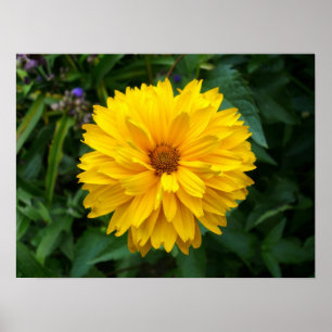 Póster Crisântemo amarelo