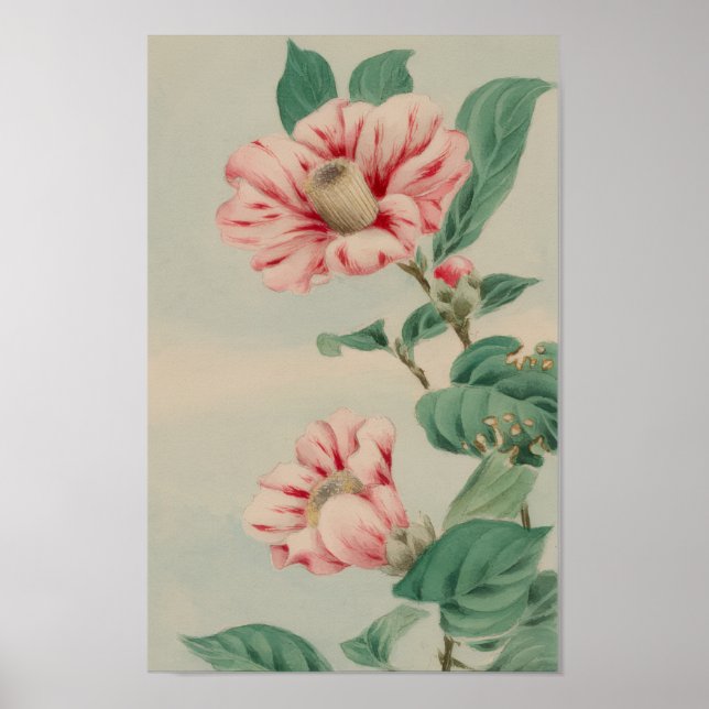 POSTER CRISÂNTEMO BOTÂNICO FLORAL VINTAGE (Frente)