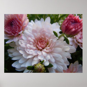 Poster Crisântemo cor-de-rosa macio