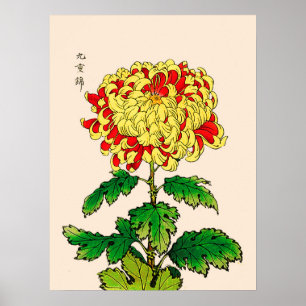 Póster Crisântemo do japonês do vintage. Amarelo da