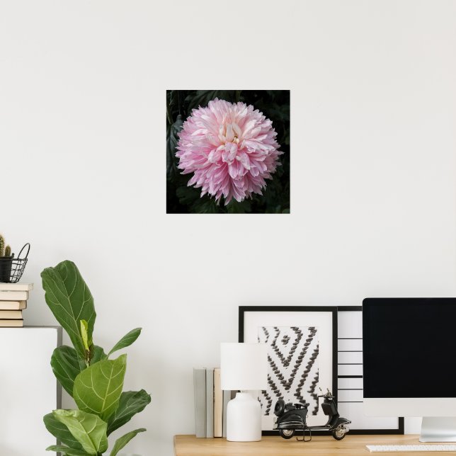 Poster Crisântemo Rosa em Flor Fotografia Floral (Escritório em casa)