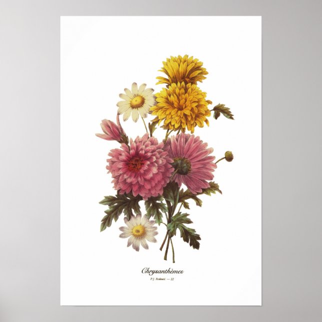 Poster Crisântemos (Frente)