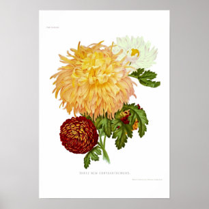 Poster Crisântemos
