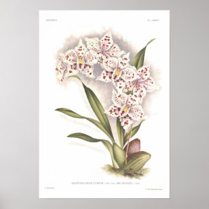 Poster Crispum de Odontoglossum