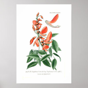 Póster Crista-galli de Erythrina