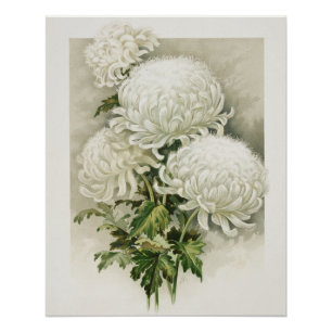 Póster Crítemos - Elegante Vintage Botânica