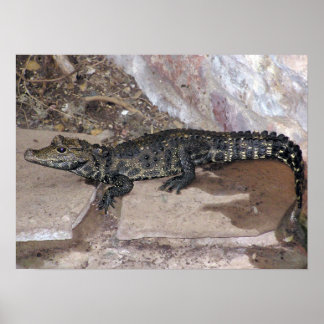 Poster Croc anão-oeste-africano - Osteolaemus tetraspis