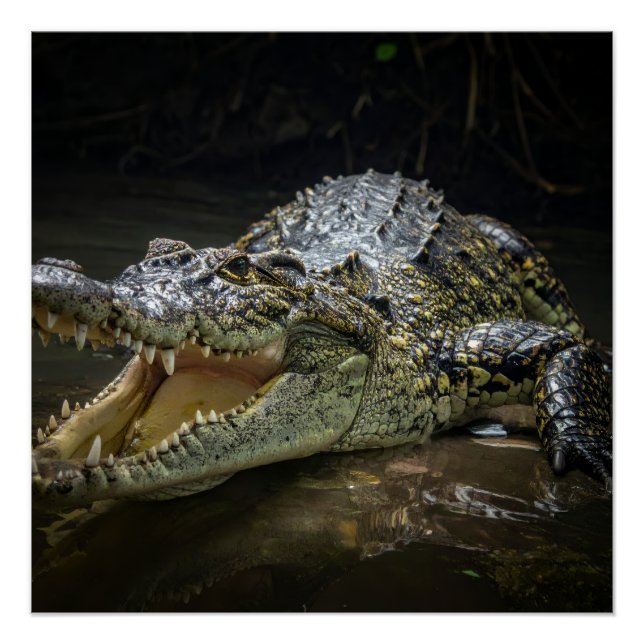 Póster Crocodilo (Frente)