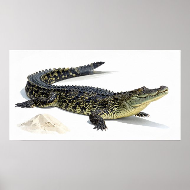 Poster Crocodilo (Frente)