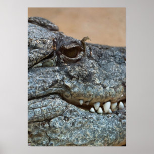 Póster Crocodilo