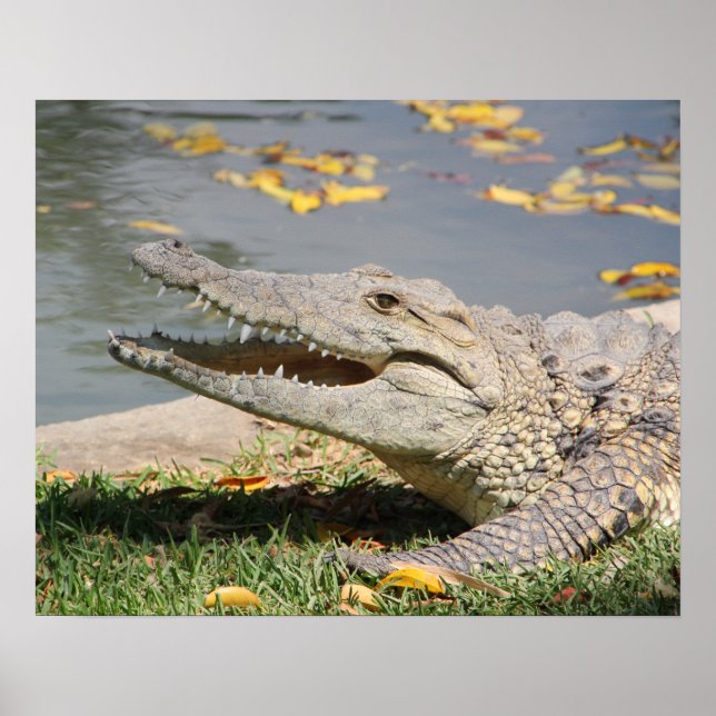 Poster Crocodilo (Frente)