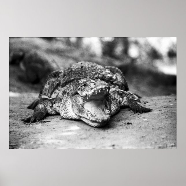 Poster Crocodilo (Frente)