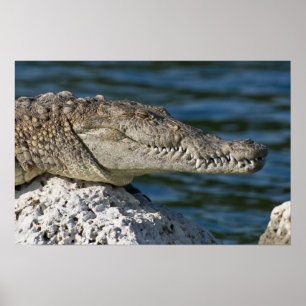 Poster Crocodilo Americano
