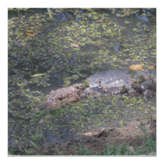 Póster Crocodilo Bebê na América do Sul